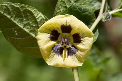Physalis orizabae