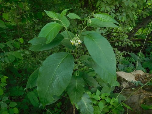 Solanum platycypellon