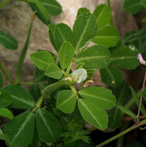 Fenugreek