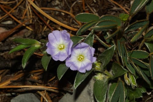 Evolvulus discolor