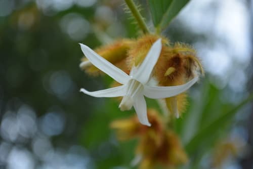 Argyreia thorelii