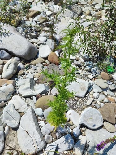 Sweet wormwood