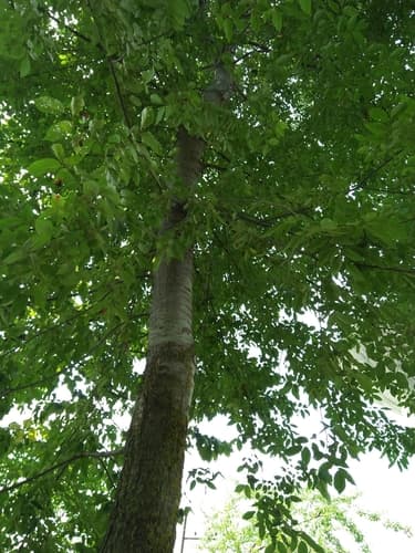 Cherry-bark Elm