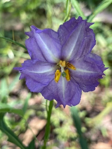 Solanum stenopterum