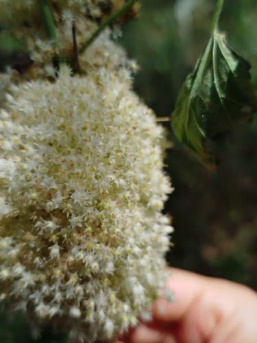Cuscuta colombiana