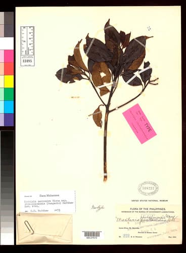 Mastixia pentandra