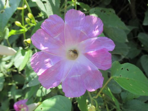 Ipomoea batatoides