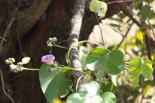 Argyreia setosa