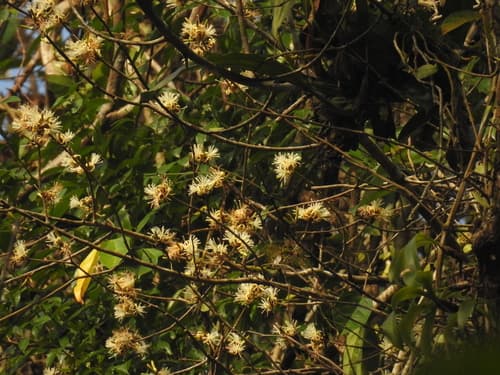 Alangium frutescens