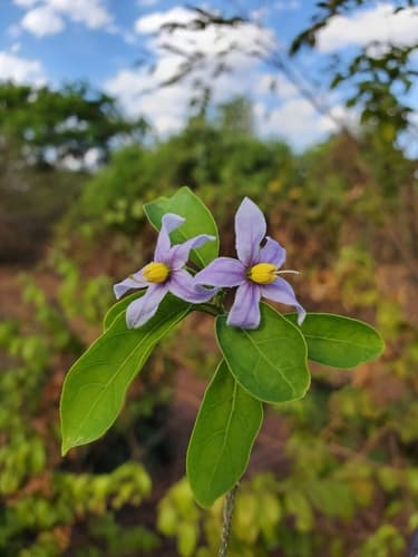 Solanum imamense