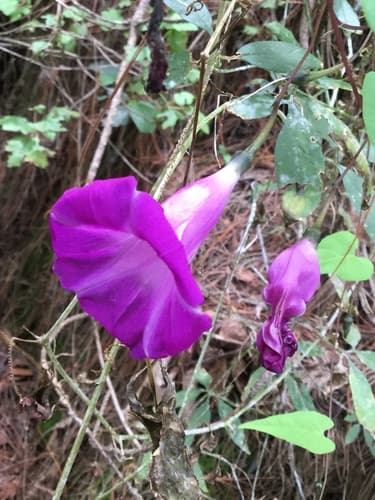 Ipomoea simulans