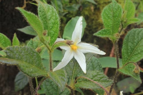 Lycianthes