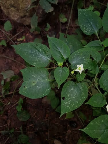 Solanum allophyllum