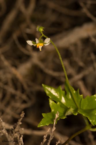 Loasa urmenetae