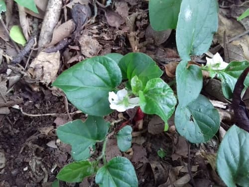 Solanum adscendens