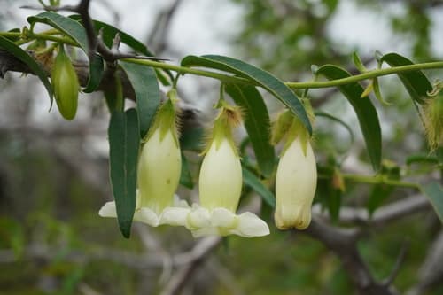 Argyreia leucantha