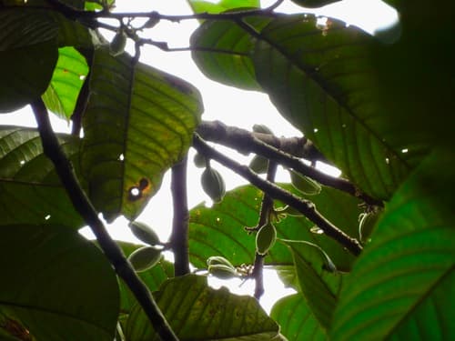 Alangium ridleyi