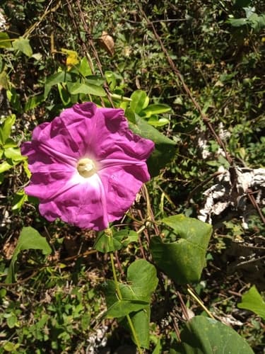 Ipomoea lambii