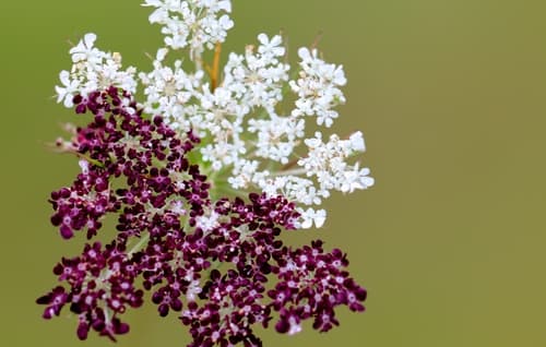 Queen Anne's Lace