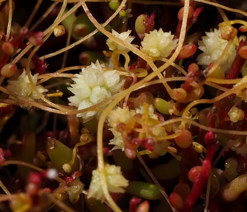 Cuscuta brevistyla