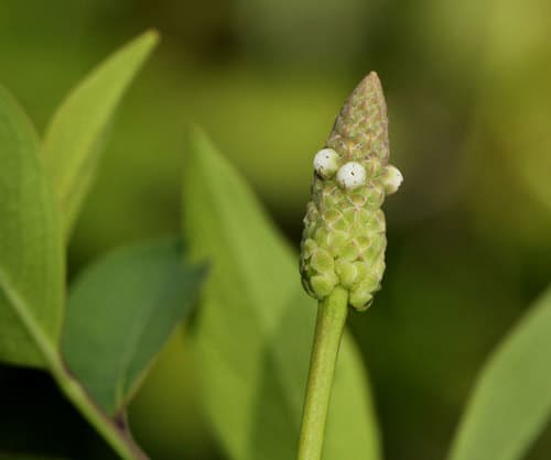 wedgewort