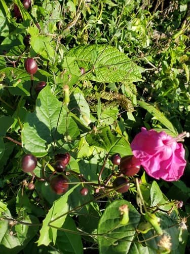 Ipomoea mirandina