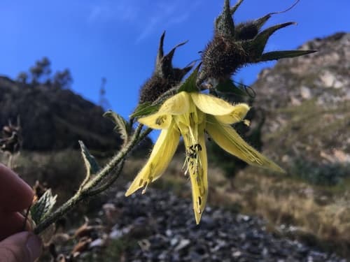 Nasa tulipadiaboli