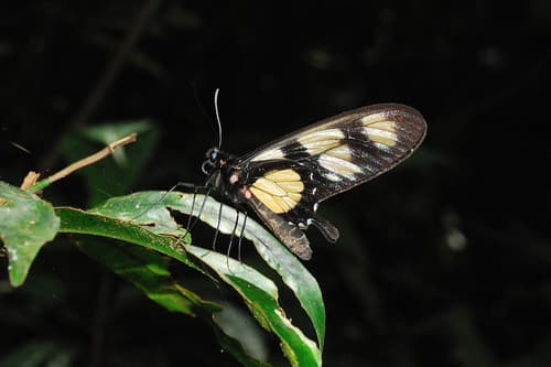 Parides hahneli