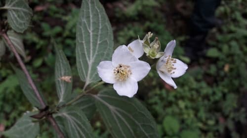 Downy Mock-orange