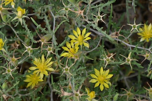 Royal Gorge blazingstar