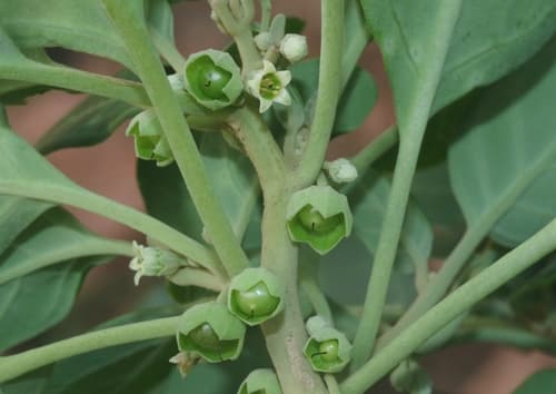 Withania adunensis