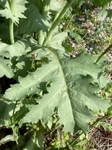 Opium poppy