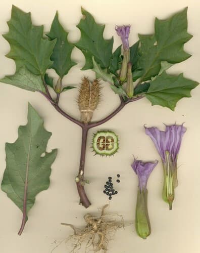 Jimsonweed