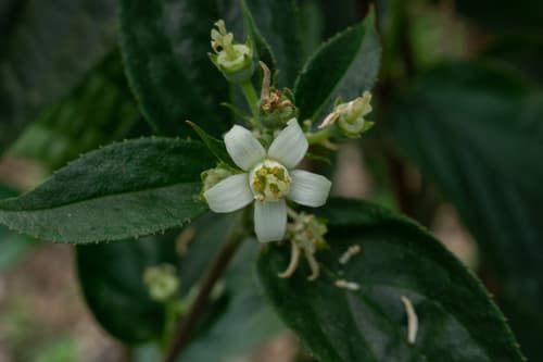 Szechuan Deutzia