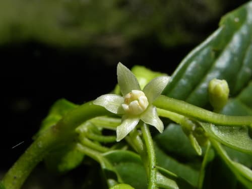 Deprea bongaraensis