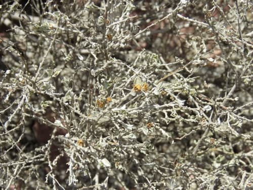 Seddera latifolia