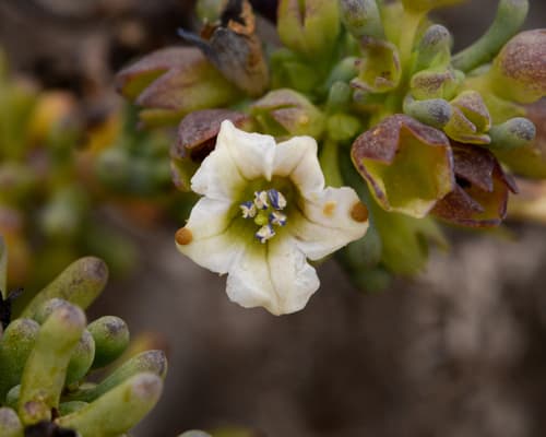 Nolana glauca