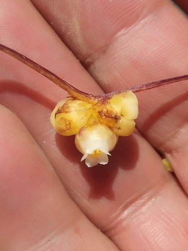 Cuscuta globiflora