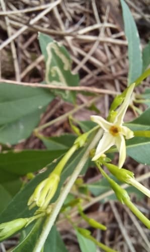 Guaraní cestrum