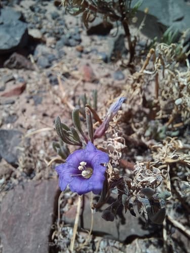 Nolana foliosa