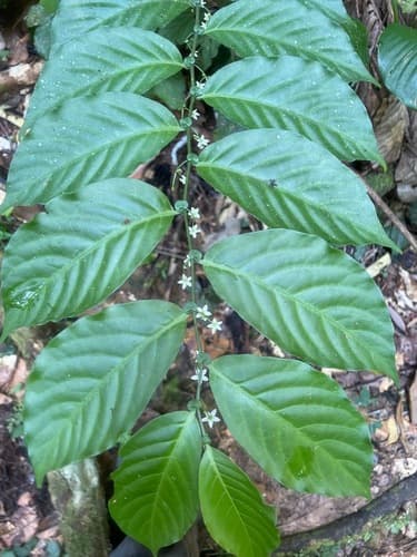 Solanum leptopodum