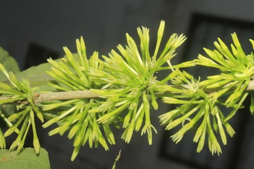Racemose Cestrum