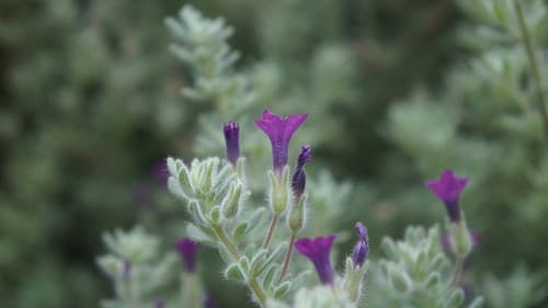 Nolana pilosa