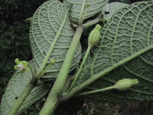 Deprea harlingiana