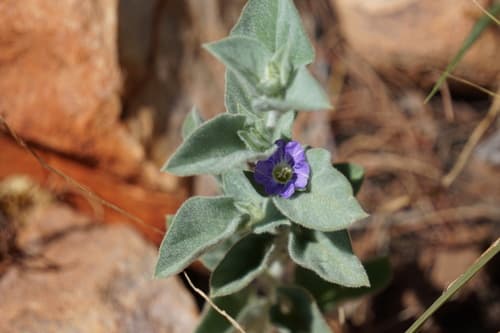 Bonamia pannosa
