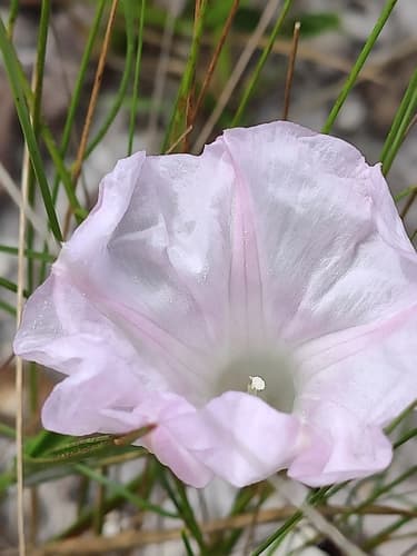 Flagellaris Morning Glory