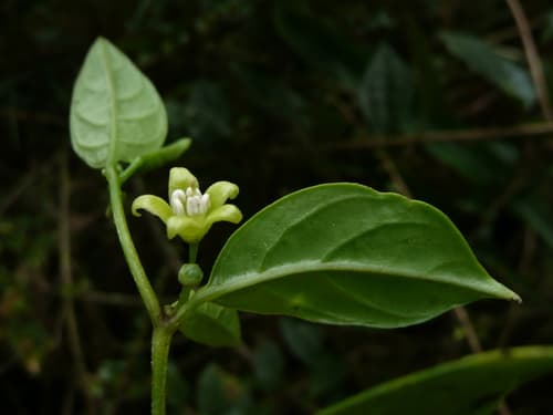 Deprea psilophyta