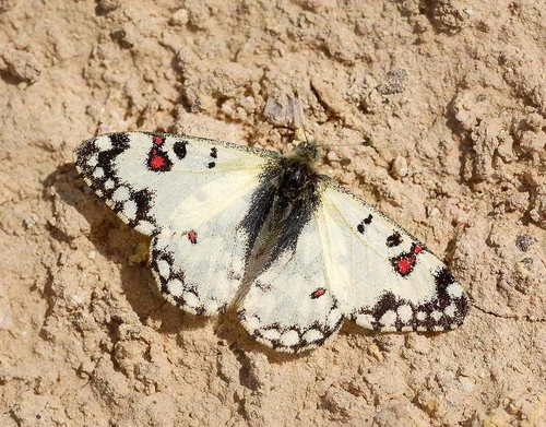 Desert Apollo