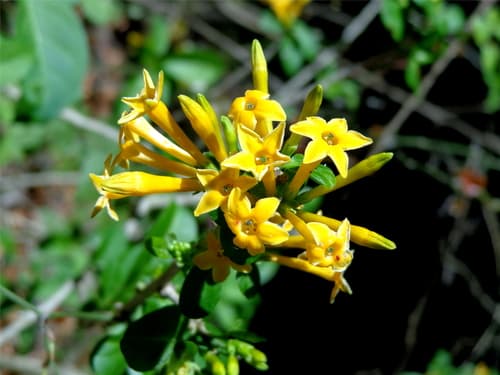 Cestrum flavescens
