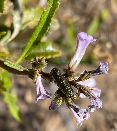 Yerba Santa